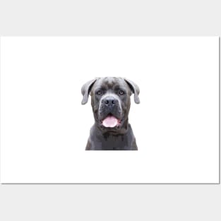 Cane Corso Dog Posters and Art